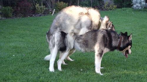 动物交配视频大全