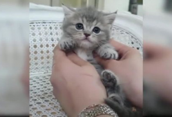 猫咪在线视频,猫咪在线视频盘点