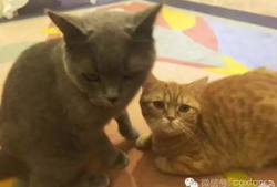 娱乐圈吃瓜猫咪是谁呀,揭秘网络红星的幕后推手