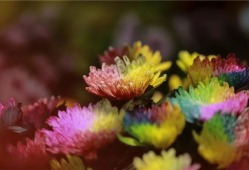 爆菊花视频,揭秘网络爆菊花视频背后的趣味与思考